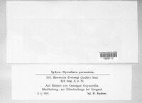 Taphrina crataegi image
